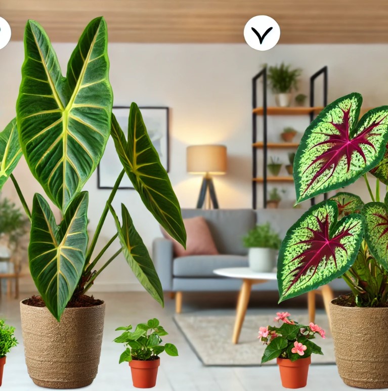 When choosing between an alocasia and begonia, which plant should you choose?